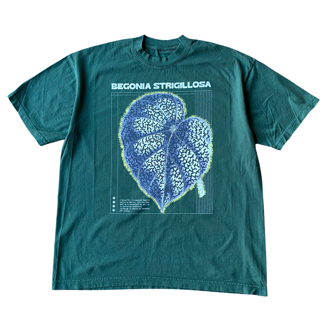 Begonia Strigillosa Tee
