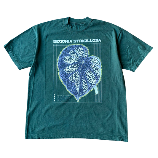 T-shirt Bégonia Strigillosa